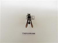 藏品(蘭嶼虎蜾蠃)的圖片